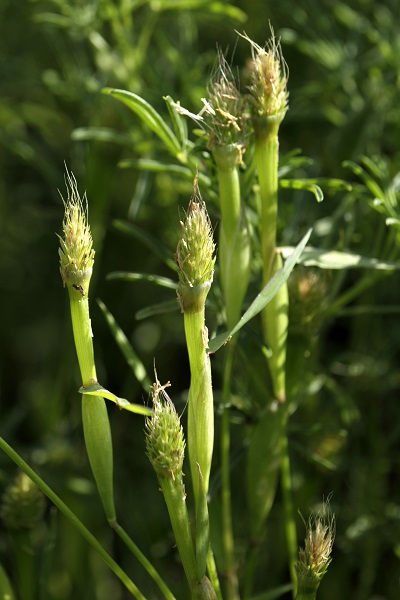 Cornucopiae alopecuroides, Cornucopiae involucratum, Shaggy cornucopia, כוסנית ממולענת