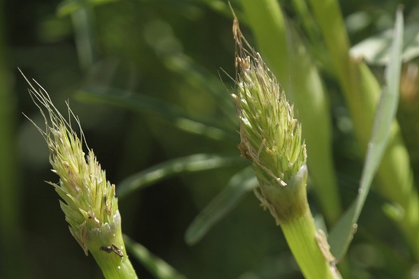 Cornucopiae alopecuroides, Cornucopiae involucratum, Shaggy cornucopia, כוסנית ממולענת