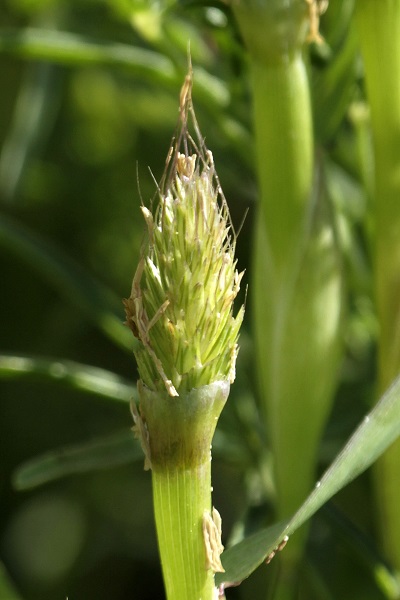 Cornucopiae alopecuroides, Cornucopiae involucratum, Shaggy cornucopia, כוסנית ממולענת