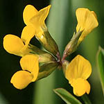 Coronilla rostrata, Israel, Yellow colored flowers