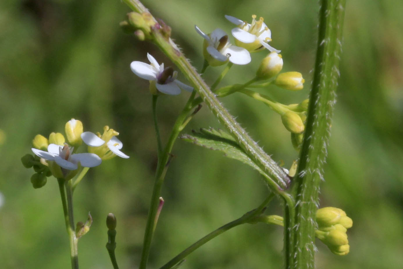 Crambe hispanica, Crambe abyssinica, Abyssinian mustard, Abyssinian-kale, Colewort, الكرنب الإسباني,כרבה ספרדית