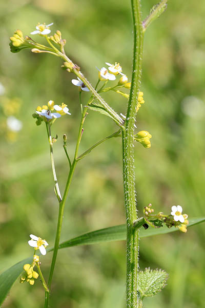 Crambe hispanica, Crambe abyssinica, Abyssinian mustard, Abyssinian-kale, Colewort, כרבה ספרדית