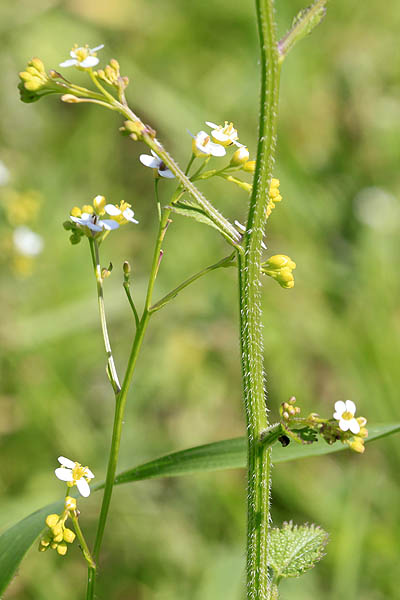 Crambe hispanica, Crambe abyssinica, Abyssinian mustard, Abyssinian-kale, Colewort, الكرنب الإسباني, כרבה ספרדית