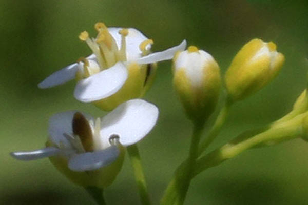 Flora of Israel online, Native plants, Palestine