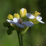 Crambe hispanica, Wild Flowers, Israel, Flora