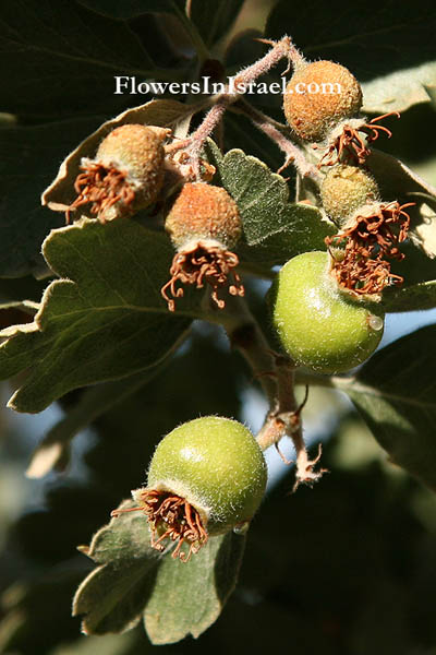 Flowers of Israel, Crataegus aronia, Crataegus azarolus, Spiny Hawthorn, Neapolitan medlar, עוזרר קוצני, رورعز,