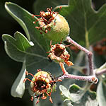 Crataegus aronia, Wild Flowers, Israel, Flora