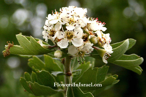 Israel native plants, Crataegus azarolus, Azarole Hawthorn, mosphilla, Mediterranean medlar, עוזרר אדום ,زعرور