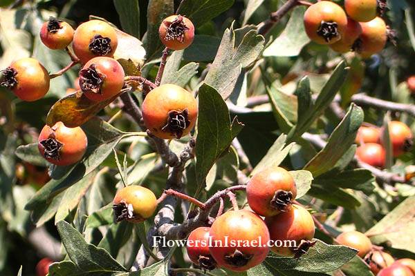 Crataegus azarolus, Azarole Hawthorn, mosphilla, Mediterranean medlar, עוזרר אדום  ,زعرور 