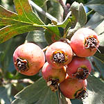 Crataegus azarolus, Wild Flowers, Israel, Flora