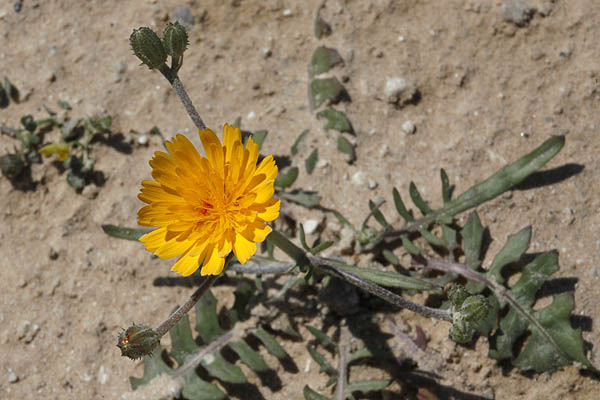 Crepis aculeata, Barkhausia aculeata, Crepis pungens, ניסנית שיכנית