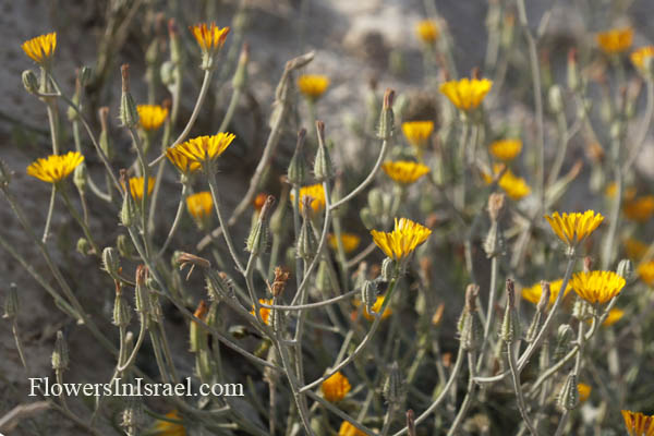 Crepis aculeata, Barkhausia aculeata, Crepis pungens, ניסנית שיכנית