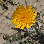 Crepis aculeata, Barkhausia aculeata, Crepis pungens,سَراغَة شائكَة ,ניסנית שיכנית, Yellow colored flowers