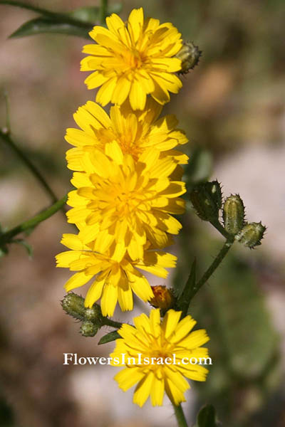 Israel, flowers, Crepis aspera, Hawk's beard, ניסנית זיפנית ,ةيرفص