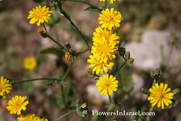 פרחים וצמחי בר בארץ ישראל, ניסנית זיפנית ,ةيرفص, Asteraceae, מורכבים