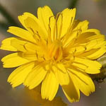 Crepis aspera, Yellow colored flowers