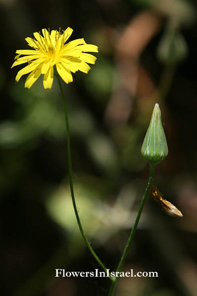 Israel wildflowers, Crepis sancta,Lagoseris obovata, Lagoseris obovata, Holy's Hawk's-beard,ניסנית דו קרנית,  حوذان , صفيره