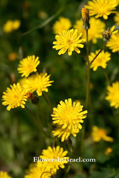 Israel wildflowers, Crepis sancta,Lagoseris obovata, Lagoseris obovata, Holy's Hawk's-beard,ניסנית דו קרנית,  حوذان , صفيره