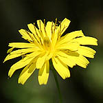 Crepis sancta, Israel, Yellow colored flowers