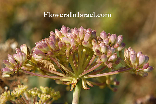 Israel flowers, Crithmum maritimum,Samphire,Sea fennel,Peter's cress, קריתמון ימי, القرثمن البحري 