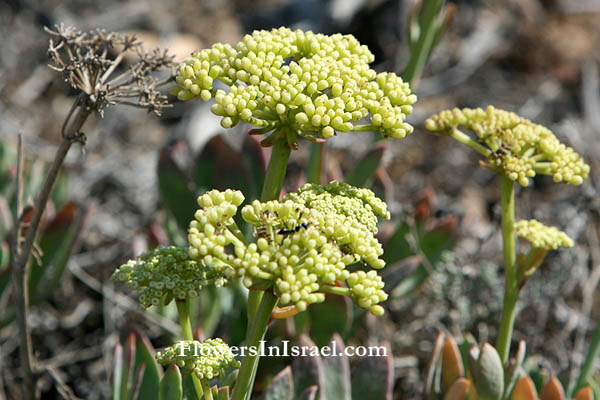 Israel flowers, Crithmum maritimum,Samphire,Sea fennel,Peter's cress, קריתמון ימי 