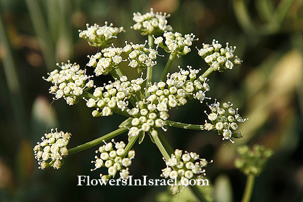 Flora of Israel online, Native plants, Palestine