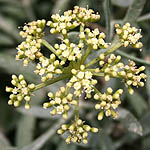 Crithmum maritimum, Fleurs sauvages, Wildblumen, Fiori, флоры, Flores Silvestres, زهور