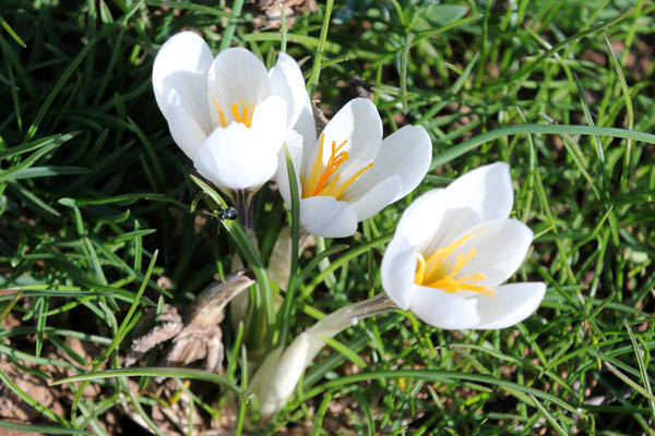 Crocus aleppicus, Crocus gaillardotii, Crocus Aleppo, כרכום גיירדו