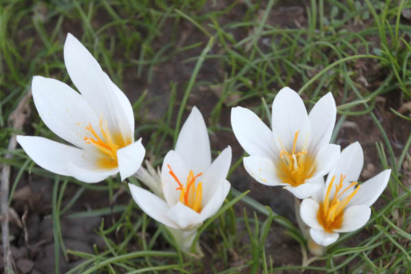 Israel, Nature, Wildflowers, Travel