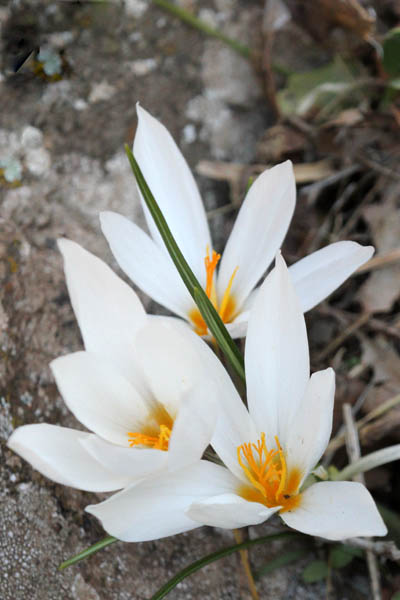 Israel, Flowers, Nature, Travel