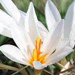 Crocus aleppicus, Crocus gaillardotii, Crocus Aleppo, כרכום גיירדו, Israel, Flora