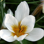 Crocus hyemalis, Wild Flowers, Israel, Flora
