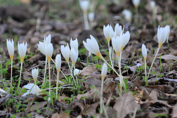 Crocus ochroleucus, Fall Crocus, כרכום צהבהב