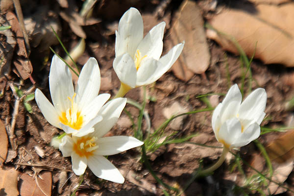 Crocus ochroleucus, Fall Crocus, כרכום צהבהב