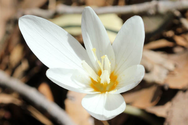 Vilda blommor i Israel