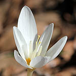 Crocus ochroleucus, Fall Crocus, כרכום צהבהב, Wild Flowers, Israel, Flora