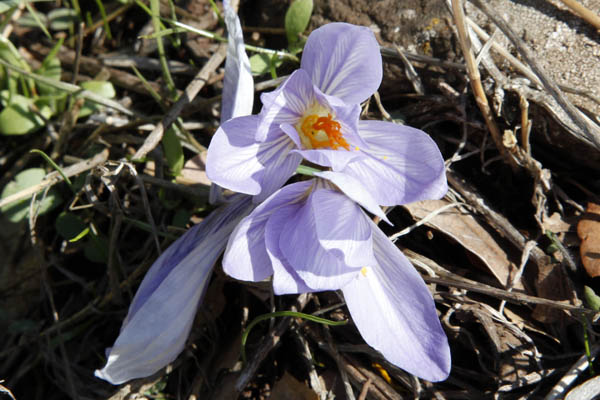 Israel, Travel, Golan Heights, Nature, Wildflowers