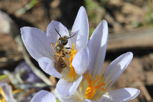 Crocus pallasii, Crocus haussknechtii, Crocus olbanus, Autumn Crocus, Fall Crocus, כרכום נאה