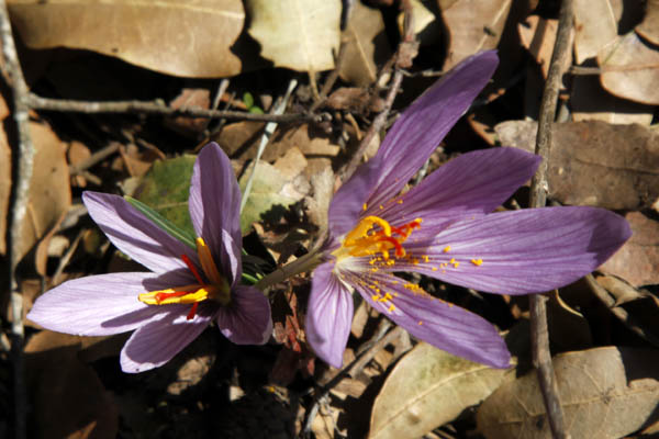 Vilda blommor i Israel