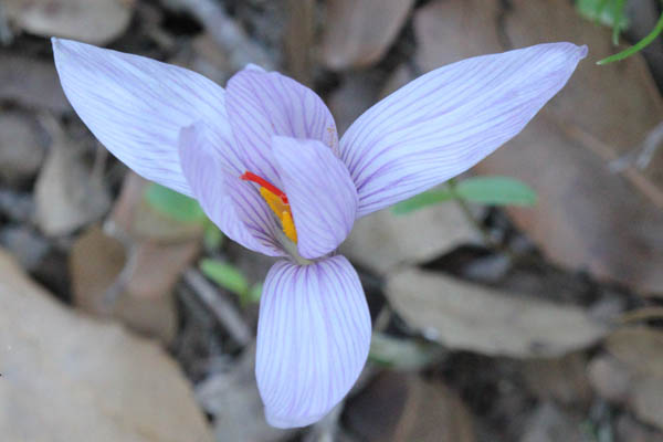 Flowers in Israel, Nature, Golan Heights