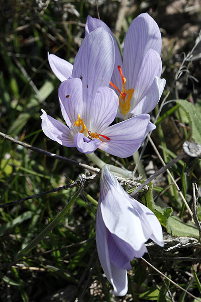 Flowers in Israel, Nature, Golan Heights