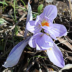 Crocus pallasii, Crocus haussknechtii, Crocus olbanus, Autumn Crocus, Fall Crocus, כרכום נאה, Israel, Lilach flowers, Lilac Flowers