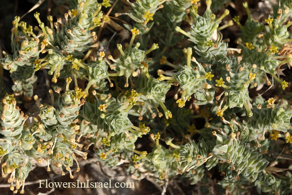 Blommor i Israel: Crucianella maritima, Rubeola maritima, Maritime crosswort, צלבית החוף