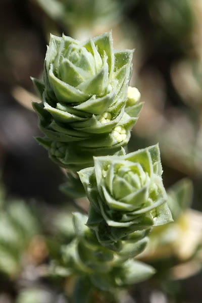 Bloemen in Israel: Crucianella maritima, Rubeola maritima, Maritime crosswort, צלבית החוף