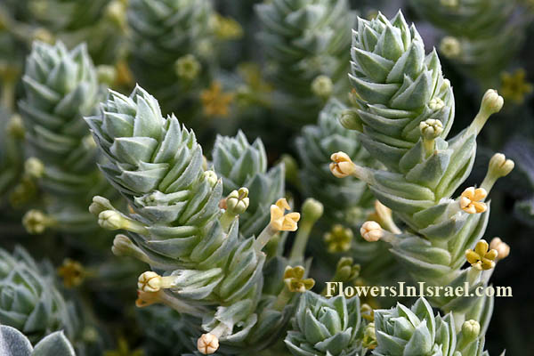 Crucianella maritima, Rubeola maritima, Maritime crosswort, צלבית החוף