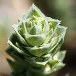 Crucianella maritima, Rubeola maritima, Maritime crosswort, צלבית החוף