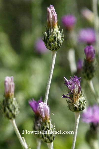 Crupina crupinastrum, Southern Crupina, False Saw-wort, דרדית מצויה,اينيبورك