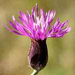 Crupina crupinastrum, Fleurs sauvages, Wildblumen, Fiori, флоры, Flores Silvestres, زهور