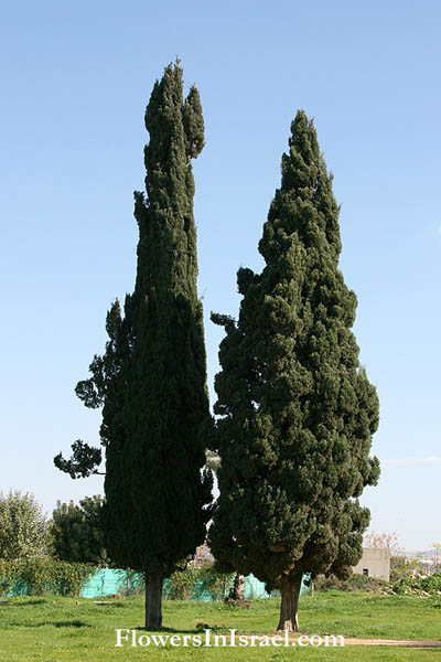 Cupressus sempervirens, Mediterranean cypress, Italian cypress, Funeral Cypress, سرو اخضر افقي ,ברוש מצוי