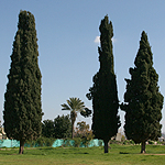 Cupressus sempervirens, Israel Wildflowers, No petals No tepals